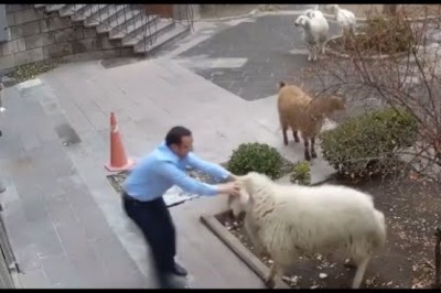 Animals Caught Being Jerks