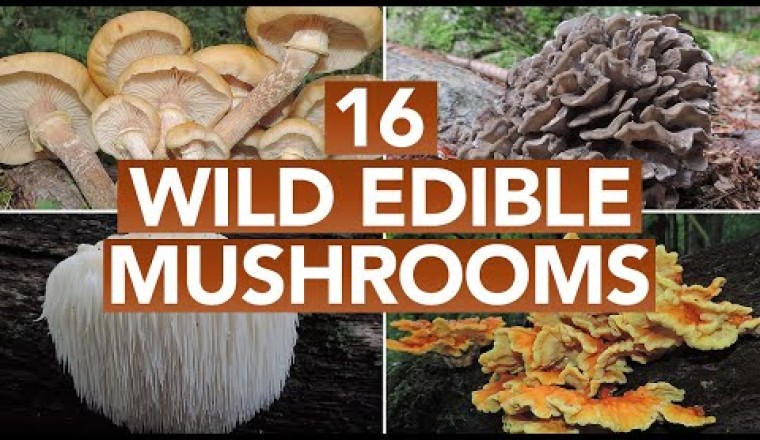 Mushrooms, Mushrooms, All About Mushrooms!