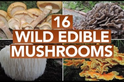 Mushrooms, Mushrooms, All About Mushrooms!