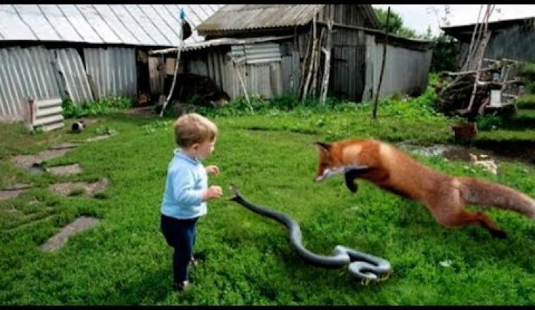 100 Interesting Animal Moments Caught On Camera