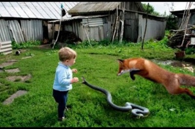 100 Interesting Animal Moments Caught On Camera