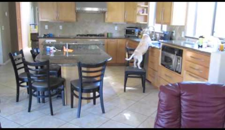 What My Beagle Does When We Aren't Home