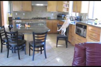 What My Beagle Does When We Aren't Home