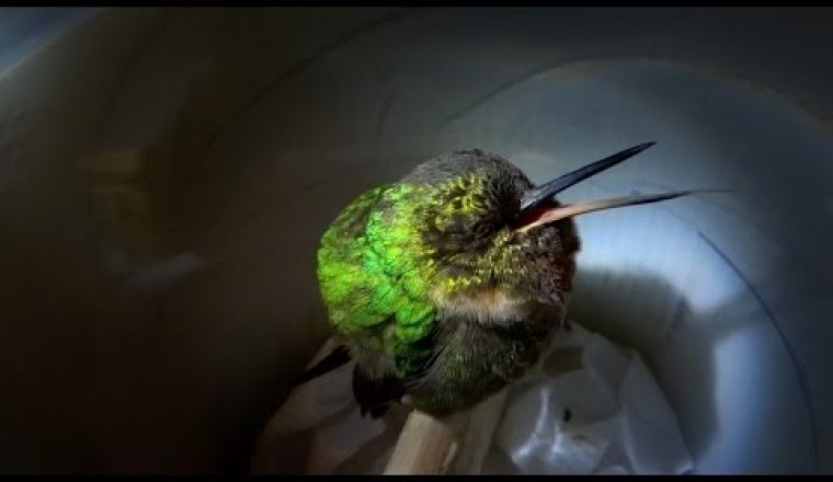 Snoring hummingbird