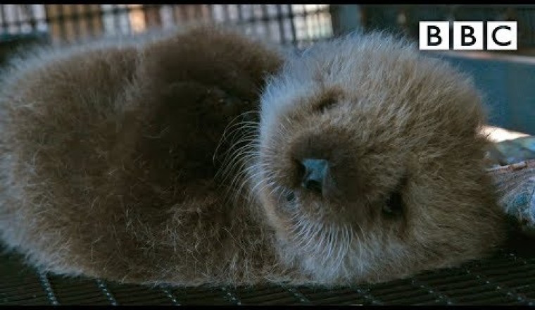 Welcome To The Orphaned Sea Otter Salon