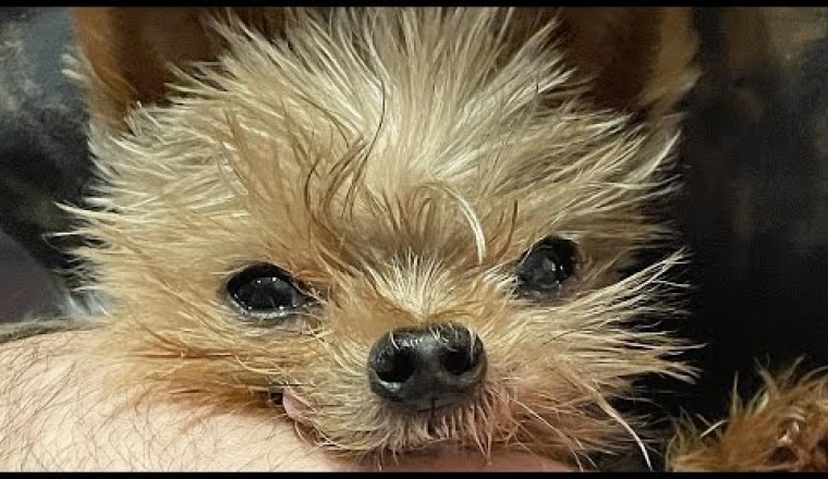 Woman brings home a rescue dog.