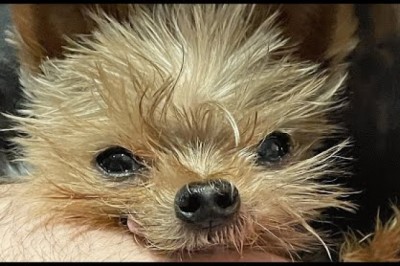 Woman brings home a rescue dog.