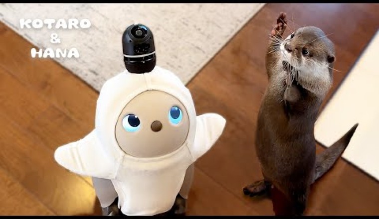 Otters Meet AI Robot LOVOT