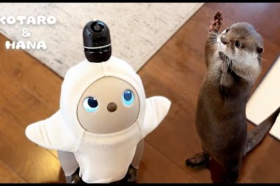 Otters Meet AI Robot LOVOT