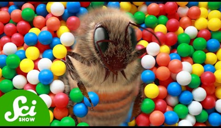 Bumblebees Play ... And it's Adorable