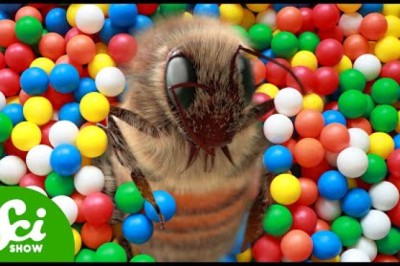 Bumblebees Play ... And it's Adorable