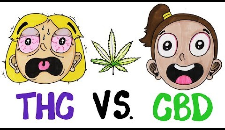THC vs CBD: What's In Your Weed?