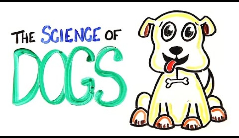 The Science of DOGS