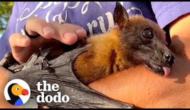 33-Year-Old Bat Loves to Curl Around His Caregiver's Arm and Fall Asleep