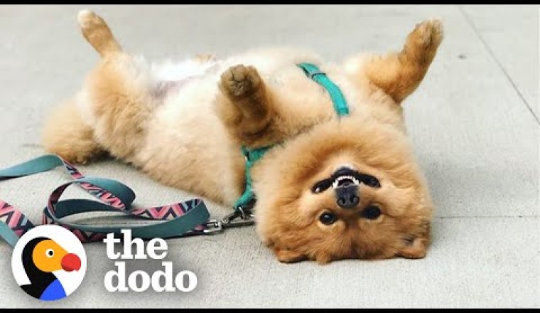 Pomeranian Takes "Playing Dead" To A Whole New Level