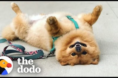 Pomeranian Takes 