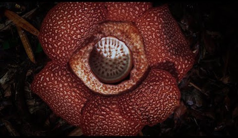 Corpse Flower Stinks of Death