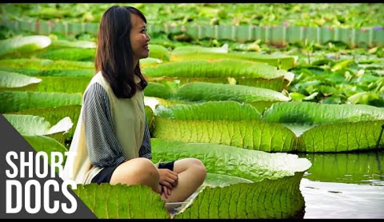 Giants of Nature: The Biggest Plants in the World