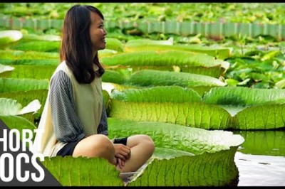 Giants of Nature: The Biggest Plants in the World