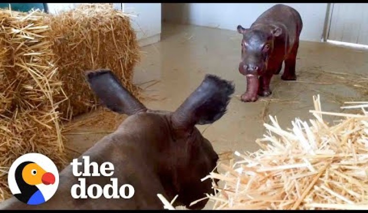 Baby Hippo Raised By Rhinos Meets A Hippo...