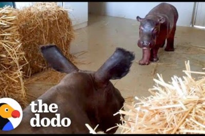 Baby Hippo Raised By Rhinos Meets A Hippo...
