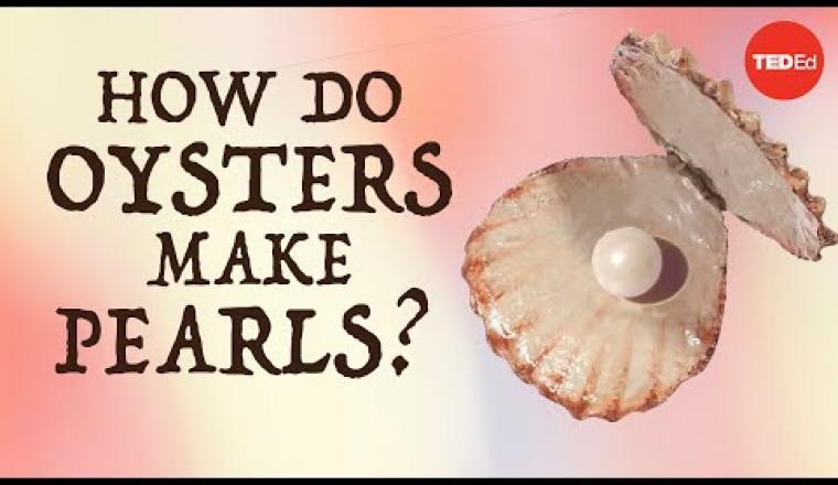 How do oysters make pearls?