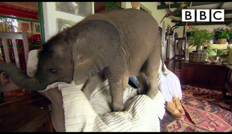 Baby Elephant Causes Havoc At Home