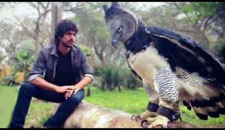 15 Biggest Birds In The World