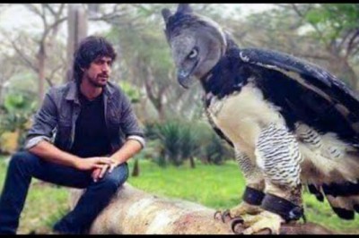 15 Biggest Birds In The World