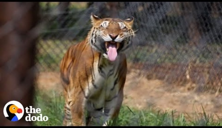 Tigers Freed From Abandoned Train Car After 15 Years