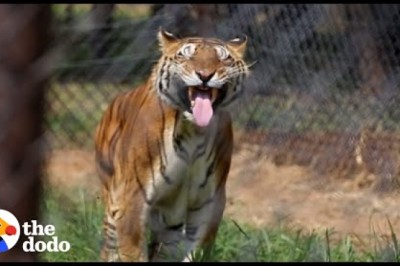 Tigers Freed From Abandoned Train Car After 15 Years