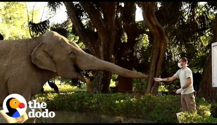 Two Elephants Freed From Concrete Pit After 20 Years