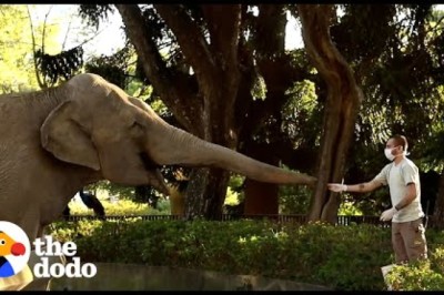 Two Elephants Freed From Concrete Pit After 20 Years