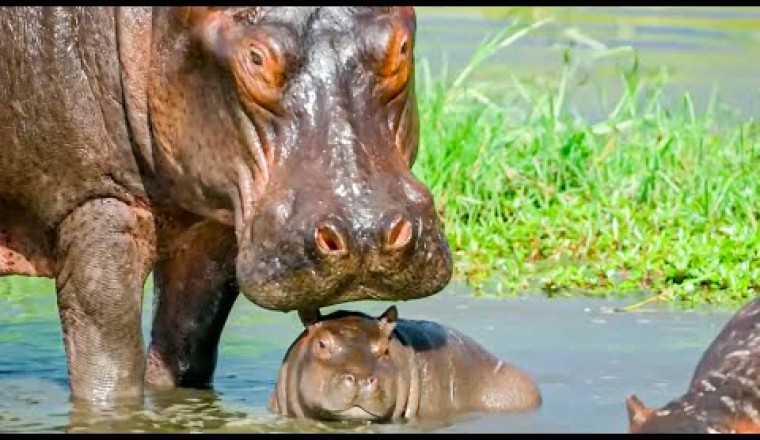 Incredible Animal Parents