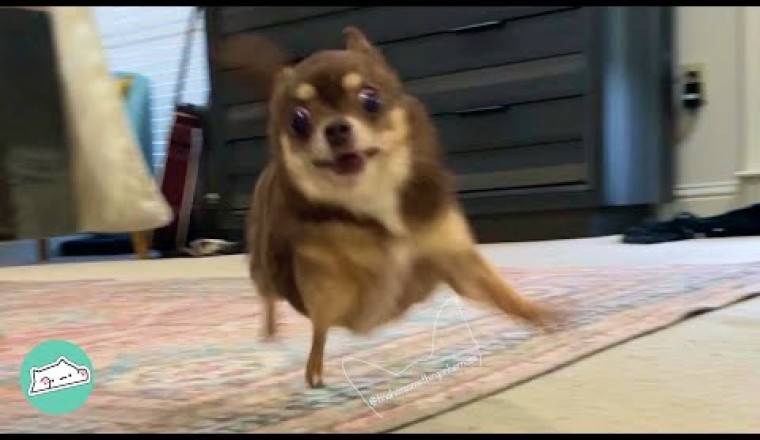 Sassy Chihuahua Won't Stop Zooming and Keep Causing Trouble