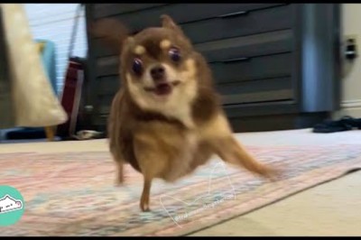 Sassy Chihuahua Won't Stop Zooming and Keep Causing Trouble