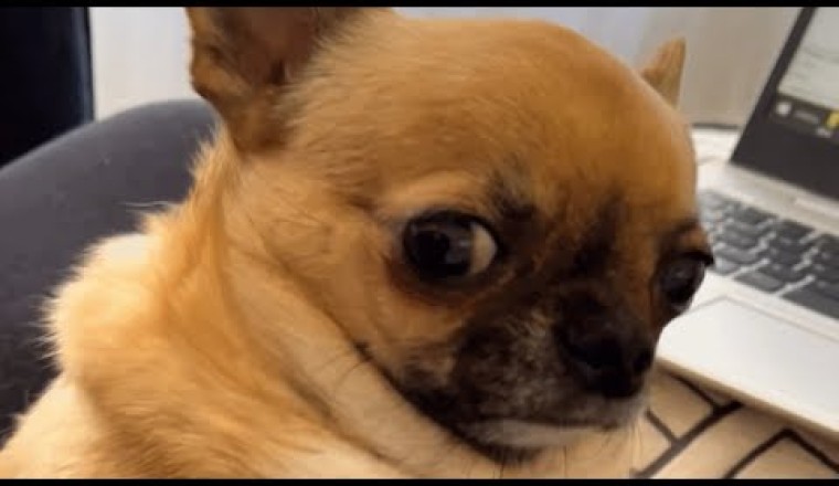 Sensitive Chihuahua Makes Sad Face When Mom Laughs At Him