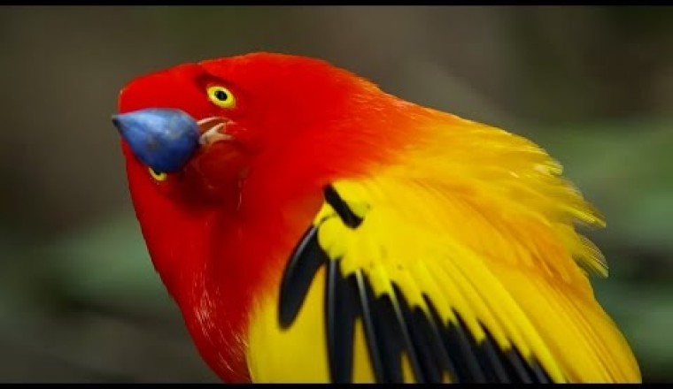 The Bowerbird's Grand Performance!