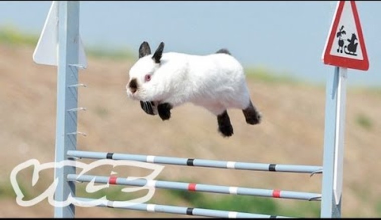 Cute Bunny Jumping Competition!