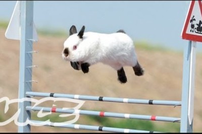 Cute Bunny Jumping Competition!