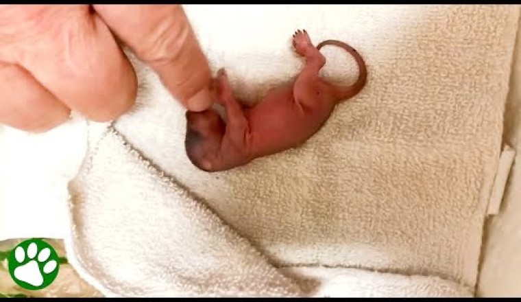 Man Saves The Tiniest Little Creature