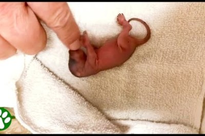 Man Saves The Tiniest Little Creature