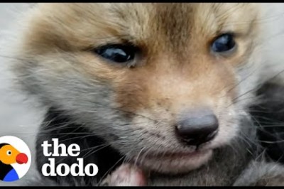 Two Orphaned Baby Foxes Go Nuts When They Meet For The First Time