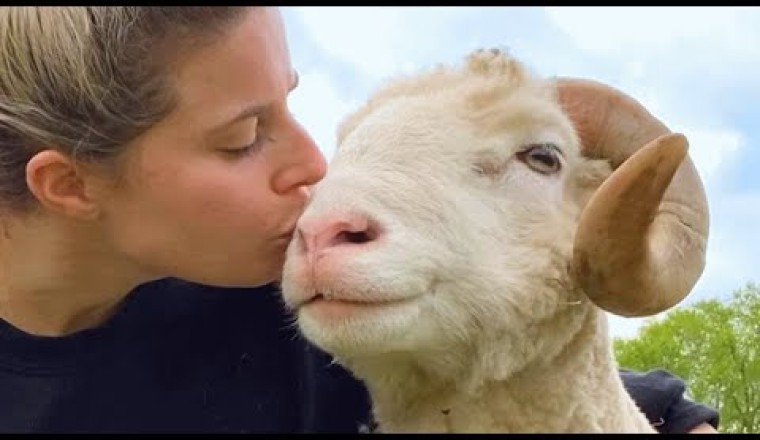 Lonely Ram Found His Forever Home