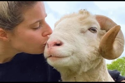 Lonely Ram Found His Forever Home