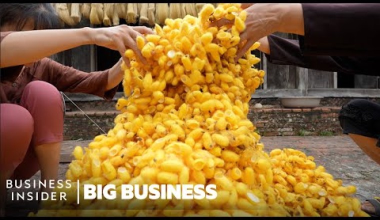 How Mountains Of Worm Cocoons Are Turned Into Expensive Silk In Vietnam