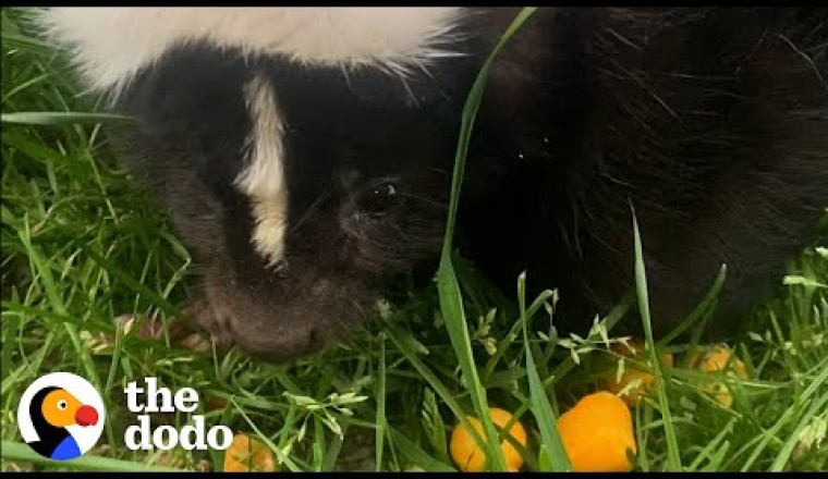 Orphaned Skunk Follows Woman Home