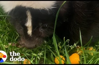 Orphaned Skunk Follows Woman Home