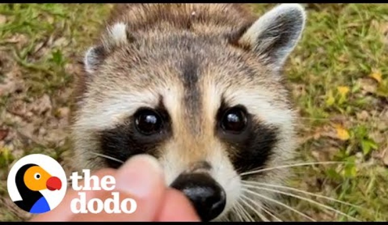 Raccoon Stays For Dinner Every Night