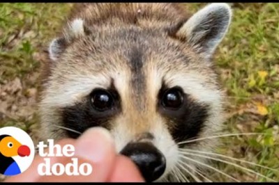 Raccoon Stays For Dinner Every Night